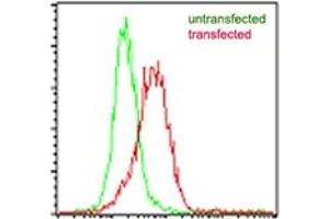 Image no. 1 for anti-Interleukin-27 subunit beta (IL-27b) antibody (ABIN959994) (EBI3 anticorps)