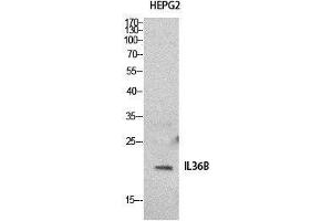 Western Blot (WB) analysis of HepG2 cells using IL-1F8 Polyclonal Antibody. (FIL1h anticorps  (Internal Region))