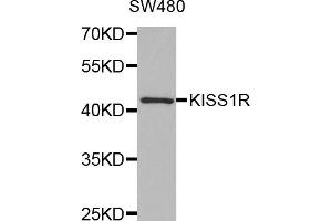 Western blot analysis of extracts of SW480 cells, using KISS1R antibody (ABIN5971525) at 1:350 dilution. (KISS1R anticorps)