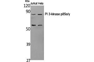 Western Blot analysis of Jurkat (1), Hela (2), diluted at 1:1000. (PI3K p85 alpha/gamma anticorps)