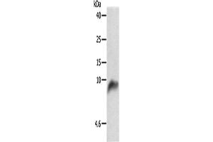 Western Blotting (WB) image for anti-Cytochrome C Oxidase Subunit VIIb (COX7B) antibody (ABIN2427628) (COX7B anticorps)