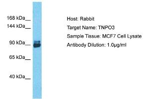 Host: Rabbit Target Name: TNPO3 Sample Tissue: Human MCF7 Whole Cell Antibody Dilution: 1ug/ml (Transportin 3 anticorps  (C-Term))