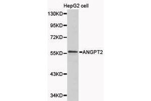 Western Blotting (WB) image for anti-Angiopoietin 2 (ANGPT2) antibody (ABIN1870971) (Angiopoietin 2 anticorps)