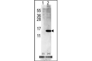 Western blot analysis of ISG15 using rabbit polyclonal ISG15 Antibody (Center R87) using 293 cell lysates (2 ug/lane) either nontransfected (Lane 1) or transiently transfected with ISG15 gene (Lane 2). (ISG15 anticorps  (AA 72-99))