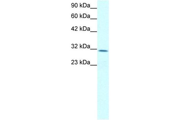 Claudin 17 anticorps  (Middle Region)