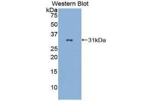Western Blotting (WB) image for anti-CD86 (CD86) (AA 46-282) antibody (ABIN1859589) (CD86 anticorps  (AA 46-282))