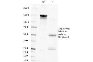 SDS-PAGE Analysis of Purified, BSA-Free PCNA Antibody (clone PC10). (PCNA anticorps)