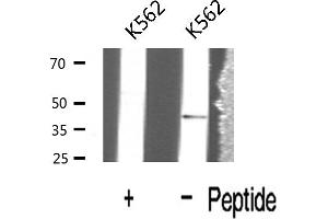 Western blot analysis of Interleukin 12B expression in K562 cells (IL12B anticorps  (C-Term))