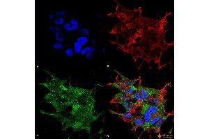 Immunocytochemistry/Immunofluorescence analysis using Rabbit Anti-Beclin 1 Polyclonal Antibody . (Beclin 1 anticorps  (C-Term) (Atto 594))