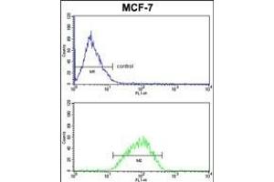 DERL2 Antibody (C-term) (ABIN652652 and ABIN2842438) FC analysis of MCF-7 cells (bottom histogram) compared to a negative control cell (top histogram). (Der1-Like Domain Family, Member 2 (DERL2) (AA 191-218), (C-Term) anticorps)
