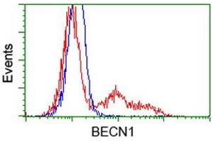 Image no. 2 for anti-Beclin 1, Autophagy Related (BECN1) antibody (ABIN1496870) (Beclin 1 anticorps)