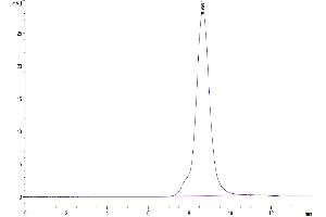 The purity of Mouse FGFR2 beta (IIIb) is greater than 95 % as determined by SEC-HPLC. (FGFR2 beta (AA 39-263) protein (His tag))