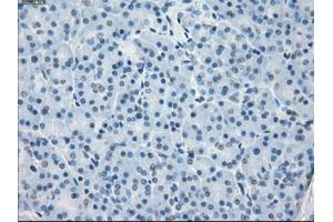 Immunohistochemical staining of paraffin-embedded colon tissue using anti-FCGR2A mouse monoclonal antibody. (FCGR2A anticorps)