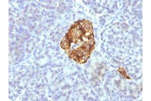 Formalin-fixed, paraffin-embedded pancreas stained with Chromogranin A antibody cocktail (Chromogranin A anticorps)