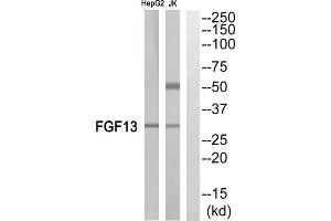 Western blot analysis of extracts from Jurkat cells and HepG2 cells, using FGF13 antibody. (FGF13 anticorps  (Internal Region))
