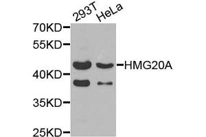 Western blot analysis of extracts of 293T and HeLa cells, using HMG20A antibody. (HMG20A anticorps)