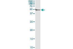 Immunoprecipitation of CYP3A4 transfected lysate using rabbit polyclonal anti-CYP3A4 and Protein A Magnetic Bead (CYP3A4 (Humain) IP-WB Antibody Pair)