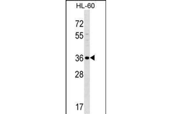 SPOCK3 anticorps  (N-Term)