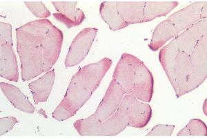 Immunohistochemistry analysis using Rabbit Anti-HSP27 Polyclonal Antibody (ABIN2484345). (HSP27 anticorps  (Atto 390))