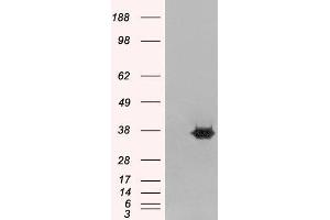 Western Blotting (WB) image for anti-Mortality Factor 4 Like 2 (MORF4L2) antibody (ABIN5871243) (MORF4L2 anticorps)