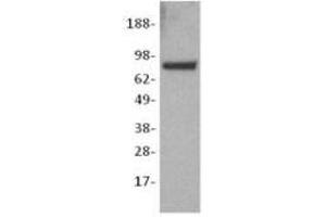 Image no. 1 for anti-Catenin (Cadherin-Associated Protein), beta 1, 88kDa (CTNNB1) antibody (ABIN475344) (CTNNB1 anticorps)