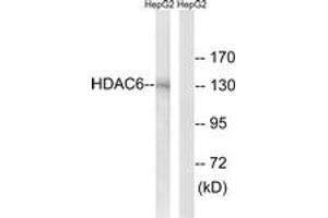 Western blot analysis of extracts from HepG2 cells, using HDAC6 (Ab-22) Antibody. (HDAC6 anticorps  (AA 7-56))