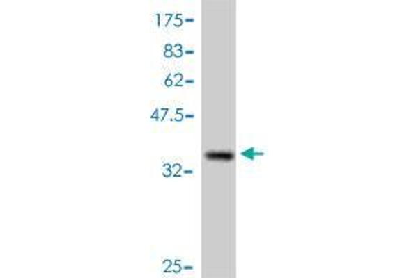 CTNNBIP1 anticorps  (AA 1-81)