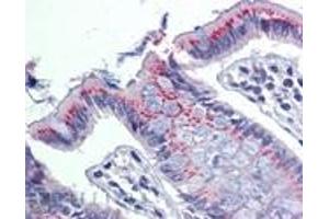 Immunohistochemistry analysis of human colon tissue stained with ERp57, pAb at 10 μg/mL. (PDIA3 anticorps)