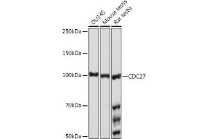 Western blot analysis of extracts of various cell lines, using CDC27 Rabbit mAb (ABIN1682927, ABIN3017715, ABIN3017716 and ABIN7101522) at 1:1000 dilution. (CDC27 anticorps)