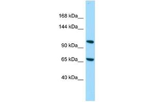 Host: Rabbit Target Name: C14orf43 Sample Type: 721_B Whole Cell lysates Antibody Dilution: 1. (ELMSAN1 anticorps  (C-Term))