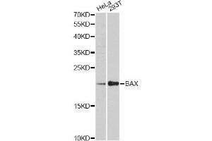 Western blot analysis of extracts of various cell lines, using BAX antibody (ABIN5997286) at 1:3000 dilution. (BAX anticorps)