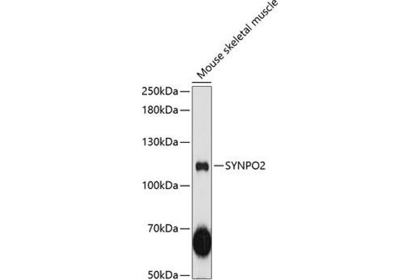 SYNPO2 anticorps  (AA 1-300)