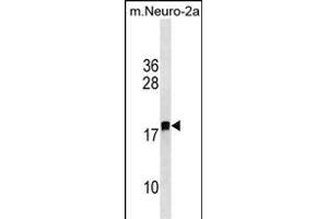 LDOC1L Antibody (C-term) (ABIN1536754 and ABIN2850058) western blot analysis in mouse Neuro-2a cell line lysates (35 μg/lane). (LDOC1L anticorps  (C-Term))