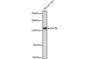 Western blot analysis of extracts of Mouse brain, using DGCR8 Rabbit mAb (ABIN7266760) at 1:1000 dilution. (DGCR8 anticorps)