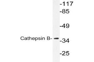 Western blot (WB) analysis of Cathepsin B Antibody in extracts from COLO cells. (Cathepsin B anticorps)