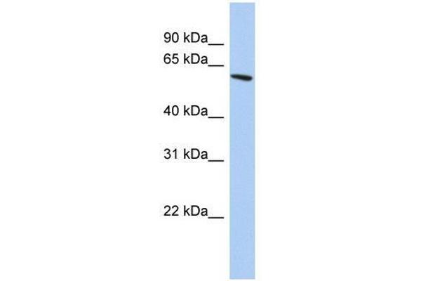 ZNF567 anticorps  (N-Term)