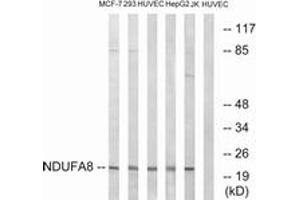 Western Blotting (WB) image for anti-NADH Dehydrogenase (Ubiquinone) 1 alpha Subcomplex, 8, 19kDa (NDUFA8) (AA 109-158) antibody (ABIN2890434) (NDUFA8 anticorps  (AA 109-158))