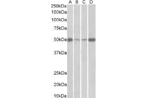 ABIN2562359 (0. (EEF1A2 anticorps  (Internal Region))