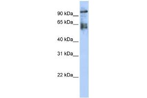 WB Suggested Anti-ZNF43 Antibody Titration:  0. (ZNF43 anticorps  (Middle Region))