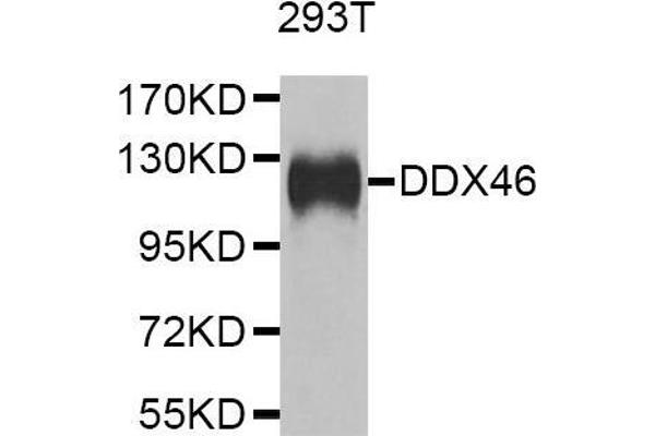 DDX46 anticorps  (AA 682-1031)