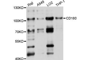 Western blot analysis of extracts of various cell lines, using CD180 antibody (ABIN5997388) at 1/1000 dilution. (CD180 anticorps)