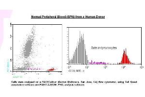 Image no. 1 for anti-Membrane-Spanning 4-Domains, Subfamily A, Member 1 (MS4A1) antibody (FITC) (ABIN1112086) (CD20 anticorps  (FITC))