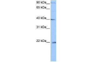 C4ORF33 antibody used at 0. (C4orf33 anticorps  (C-Term))