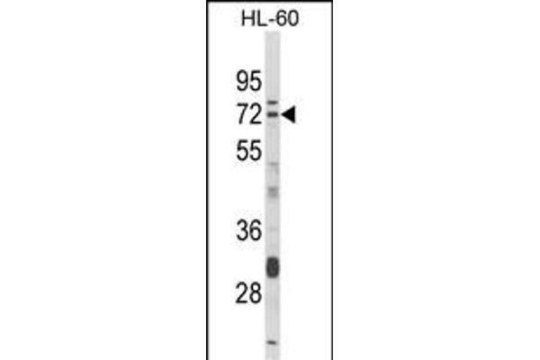 Deltex Homolog 4 anticorps  (N-Term)