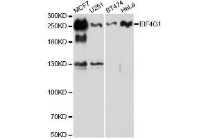 Western blot analysis of extracts of various cell lines, using EIF4G antibody. (EIF4G1 anticorps)
