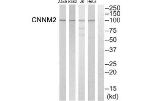 Western blot analysis of extracts from Hela cells, K562 cells, Jurkat cells and A549 cells, using CNNM2 antibody. (Cyclin M2 anticorps  (Internal Region))