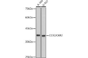 Western blot analysis of extracts of various cell lines, using CCR2/CKR2 antibody (ABIN7266304) at 1:1000 dilution. (CCR2 anticorps)