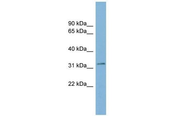 TMEM163 anticorps  (Middle Region)