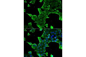 Immunofluorescence analysis of  cells using NCS1 antibody . (NCS1 anticorps  (AA 1-190))