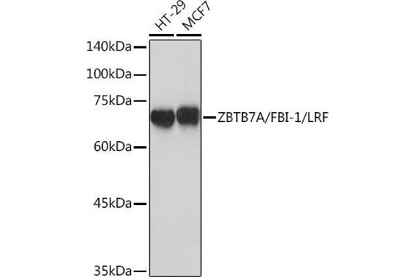 ZBTB7A anticorps